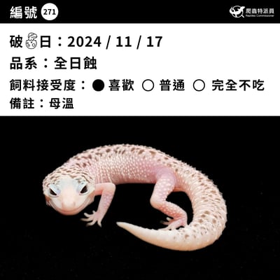 豹紋守宮．全日蝕（編號 271）3