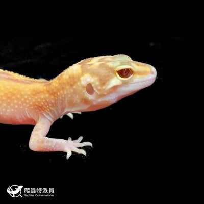 豹紋守宮．川普日蝕（編號 161）4