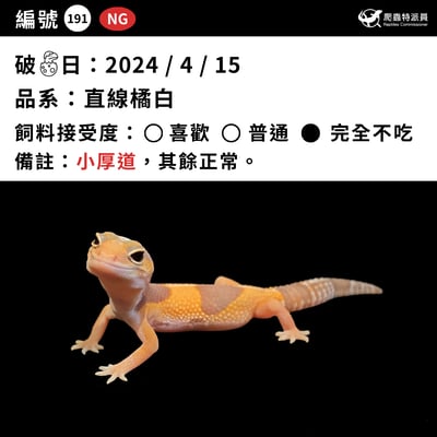 肥尾守宮．直線橘白（編號 191）3