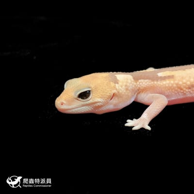 肥尾守宮．焦糖祖魯 h 橘白（編號 38）5