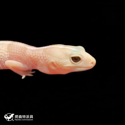 肥尾守宮．橘白雪（編號 255）4