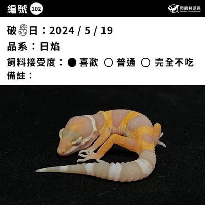 豹紋守宮．日焰（編號 102）3