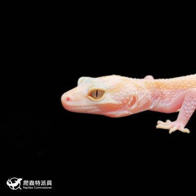 豹紋守宮．WY 彩虹雪花 (tug snow)（編號 390）5