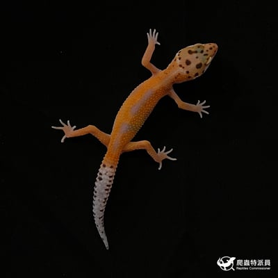 豹紋守宮．橘化（編號 18）2