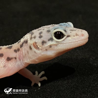 豹紋守宮．雪花叢林（編號 30）5