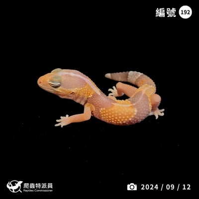 肥尾守宮．直線橘白（編號 192）1