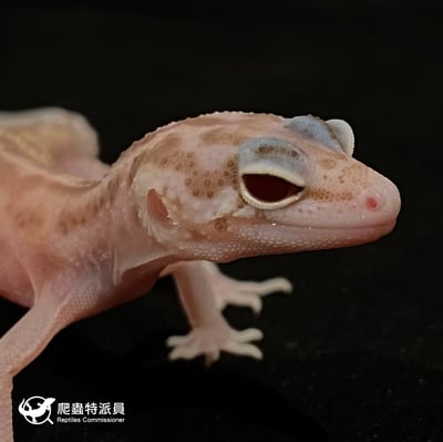 豹紋守宮．川白雪花日蝕（編號 11）4