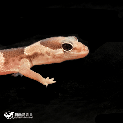 肥尾守宮．Oreo（編號 242）4