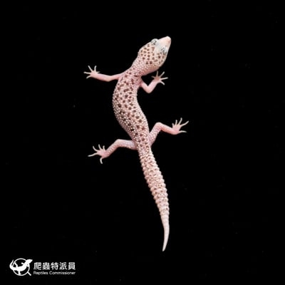 豹紋守宮．全日蝕（編號 271）2