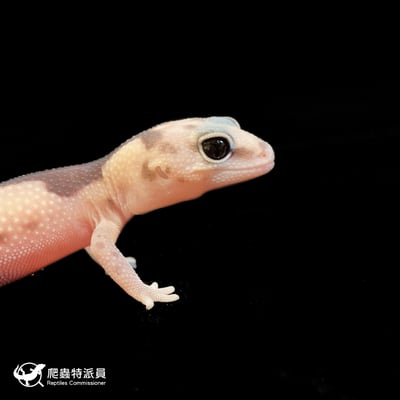 肥尾守宮．祖魯 poss 焦糖（編號 145）4