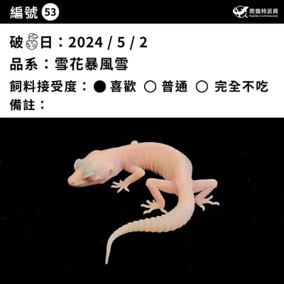 豹紋守宮．雪花暴風雪（編號 53）3