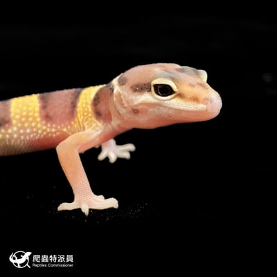 豹紋守宮． 原色（編號 155）4