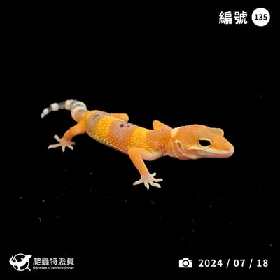 豹紋守宮． 橘化（編號 135）1