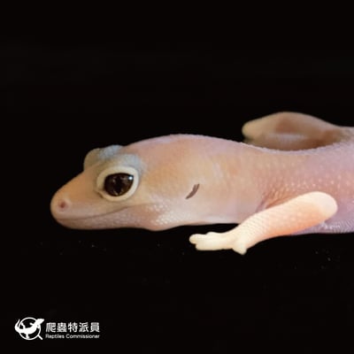 肥尾守宮．直線橘白祖魯 h 焦糖（編號 32）5