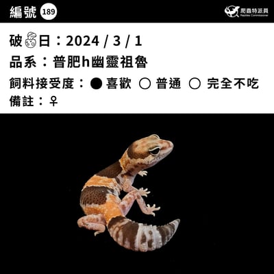 肥尾守宮．普肥 h 幽靈祖魯（編號 189）3