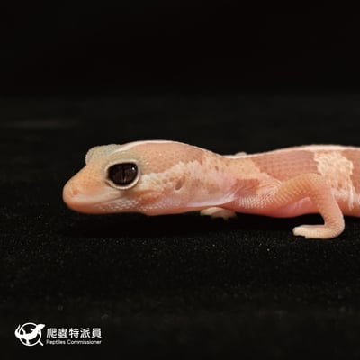 肥尾守宮．直線焦糖 h 橘白祖魯（編號 36）5