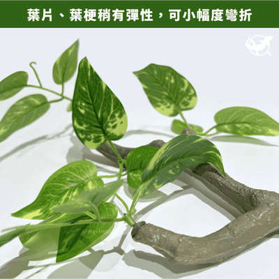 爬蟲仿真樹枝造景7
