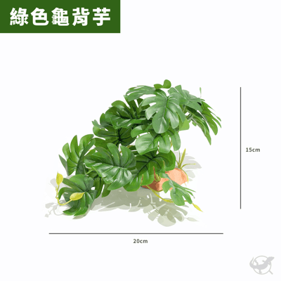爬蟲龜背芋植物造景6