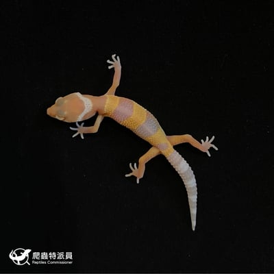 豹紋守宮． 日焰（編號 80）2