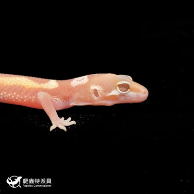 豹紋守宮．川白雪花（編號 68）4