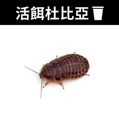 爬寵活餌杯裝飼料（白蟋蟀、杜比亞、櫻桃蟑）3