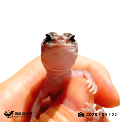肥尾守宮．直線無紋 h 橘白（編號 476）2