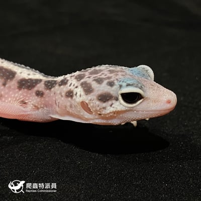 豹紋守宮．雪花叢林（編號 20）4