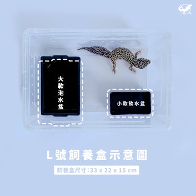 爬蟲大款泡水盆