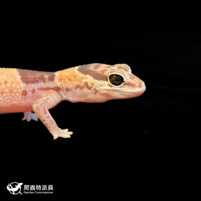 肥尾守宮．普肥 h 奧立奧無紋（編號 181）4