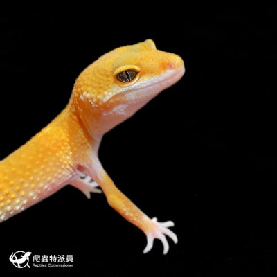 豹紋守宮．橘化（編號 375）4