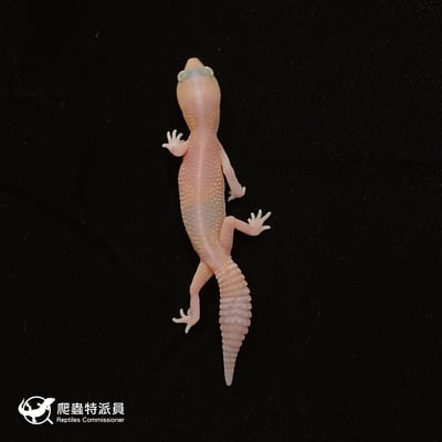 肥尾守宮．直線橘白祖魯 h 焦糖（編號 32）2