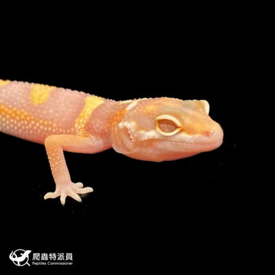 豹紋守宮．川普白化（編號 90）4