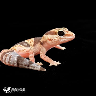 肥尾守宮．普肥 h 橘白無紋（編號 180）4