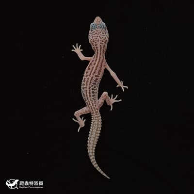 豹紋守宮．超雪（編號 50）2