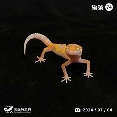 豹紋守宮．川普叢林（編號 74）1