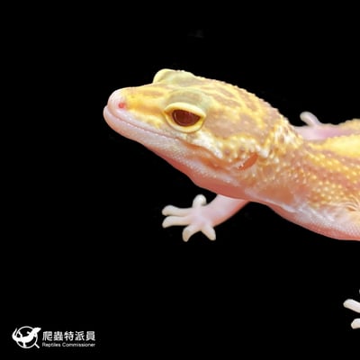 豹紋守宮．川白日蝕（編號 201 ）5