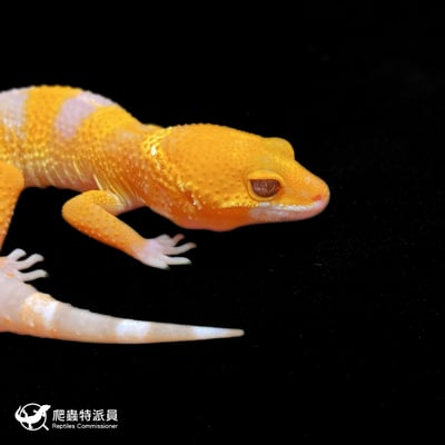 豹紋守宮．日焰（編號 346）4