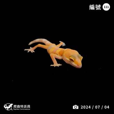 豹紋守宮．日焰（編號 111）1