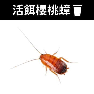 爬寵活餌杯裝飼料（白蟋蟀、杜比亞、櫻桃蟑）4