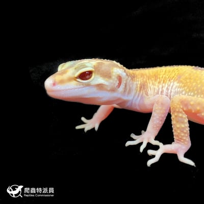 豹紋守宮．川普日蝕（編號 161）5