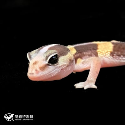 肥尾守宮．直線普肥（編號 94）5