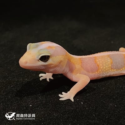 肥尾守宮．直線立可白橘白 h 焦糖祖魯（編號 45）5