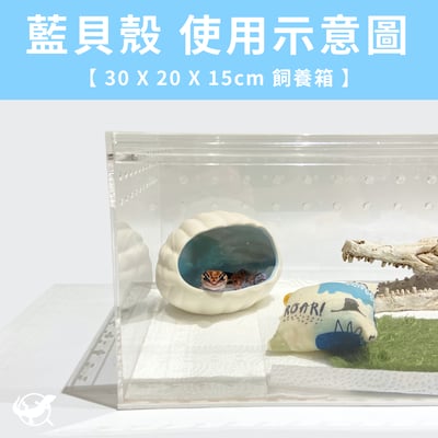 爬蟲貝殼躲避屋5