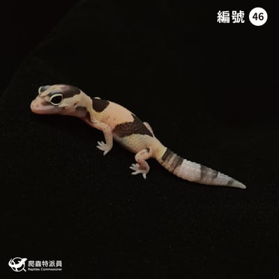 肥尾守宮．立可白（編號 46）1