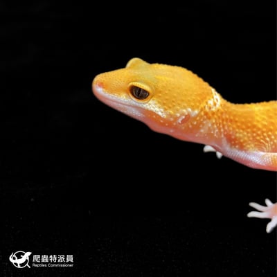 豹紋守宮．橘化（編號 375）5