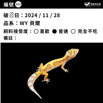 豹紋守宮．WY 貝爾（編號 372）3