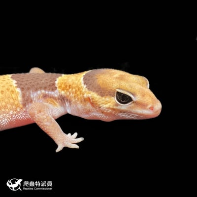 肥尾守宮．普肥（編號 299 ）4