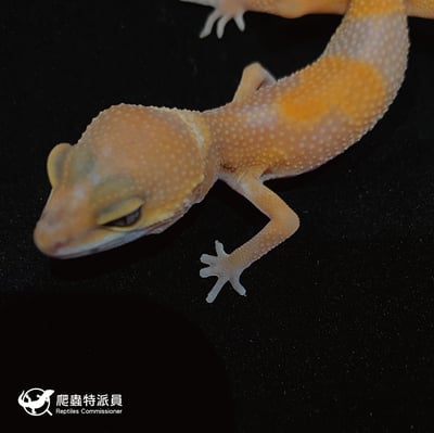 豹紋守宮．日焰（編號 22）4