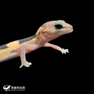 肥尾守宮．祖魯 h Oreo 幽靈（編號 374）4