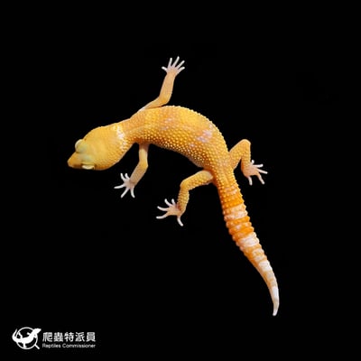 豹紋守宮．日焰（編號 59 ）2